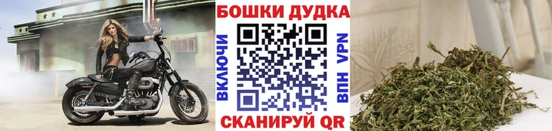 Конопля Bruce Banner Северск